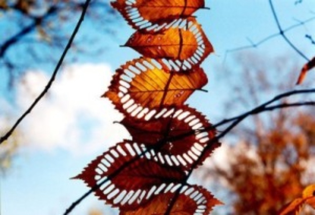Leaves forming a snakepattern with blue sky in the background