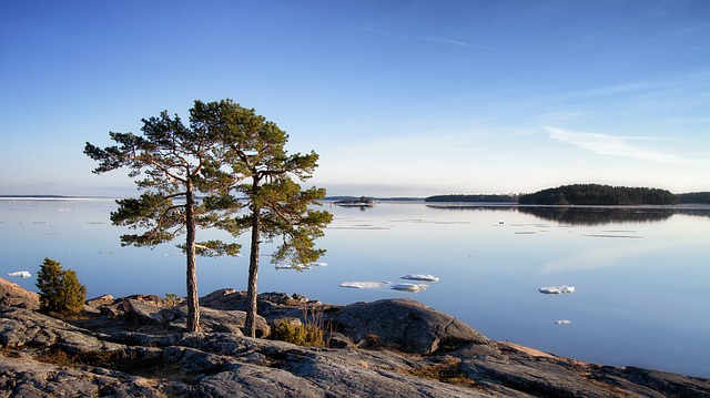 Trees standing tall in the Finnish archipelago. From Pixabay. com by Finmiki